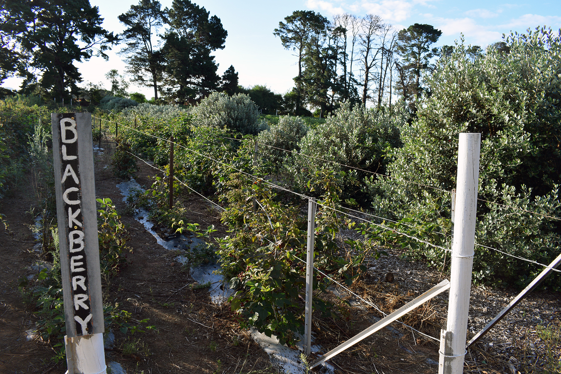 Berry picking at Huntley Berry Farm