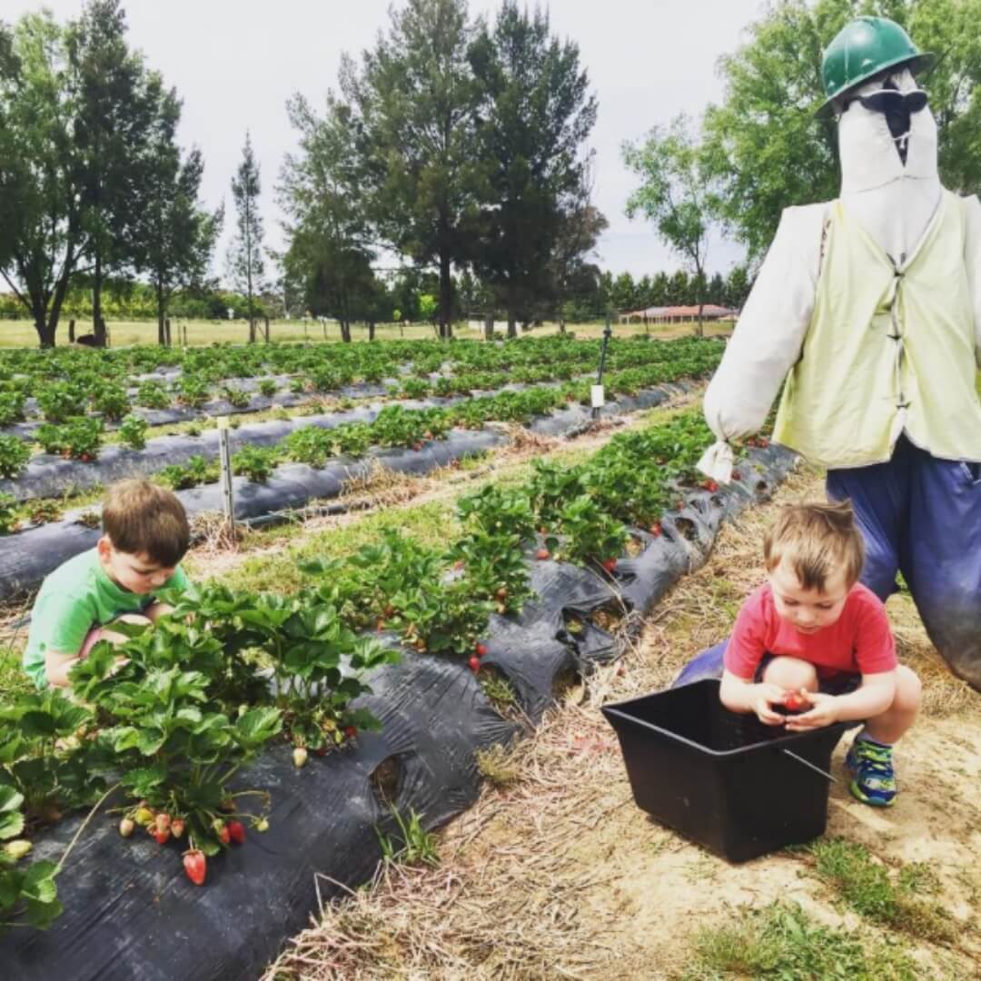 Boys picking strawberries